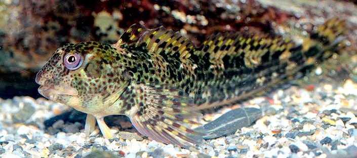 Lipophrys pholis_561